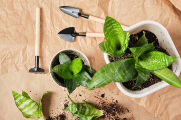 sansevieria in white pots and a set for transplanting and caring for plants on craft paper,...