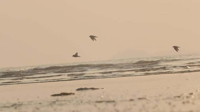 Small kentish Plover birds flying over sea waves at sunset landing on sandy beach slow motion