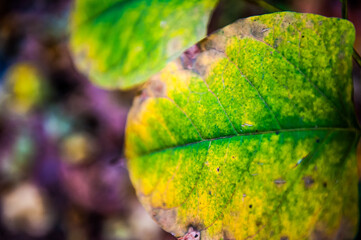 trama di foglia verde in primo piano con sfondo viola - texture - macro