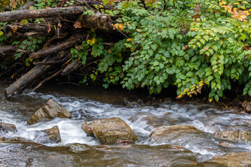 At waters edge of a flowing creek