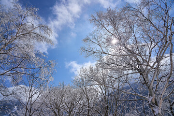 snow covered trees in the mountains