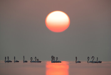 Greater Flamingos and beautiful sunrise at Asker coast of Bahrain