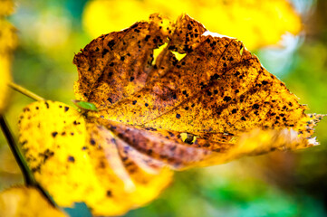 foglia marrone in autunno sta per cadere