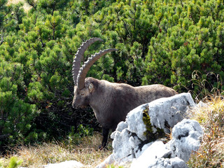 Alpine ibex (Capra ibex) in the high mountains between mountain pines