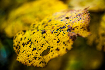 foglia caduta in autunno - macro - teture