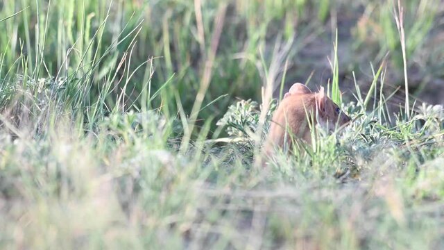 Long tailed weasel in the Canadian wilderness
