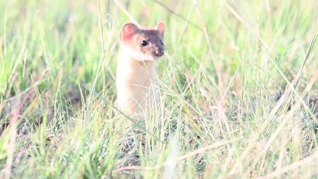 Long tailed weasel in the Canadian wilderness