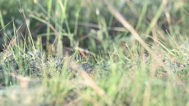 Long tailed weasel in the Canadian wilderness