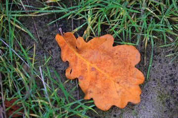 Dry autumn leaf on ground