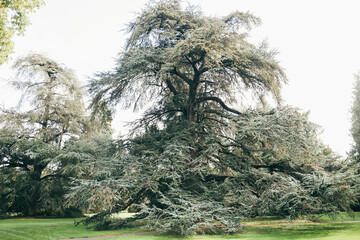 Fototapeta premium green pine tree in the park