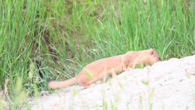 Long tailed weasel in the Canadian wilderness