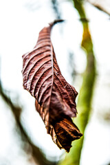 foglia marrone solitaria - magro - verticale