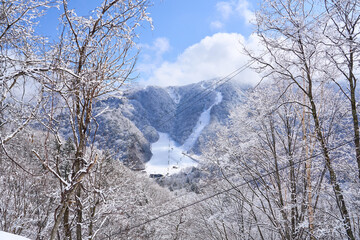 snow covered trees in the mountains