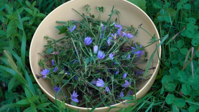 Collecting Common Chicory in bowl (Cichorium intybus) - (4K)