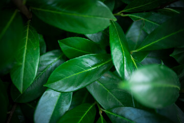 (Selective focus) Stunning view of some Cherry Laurel leaves forming a natural background. Cherry Laurel (Prunus laurocerasus 'Rotundifolia') is one of the most versatile hedging species.