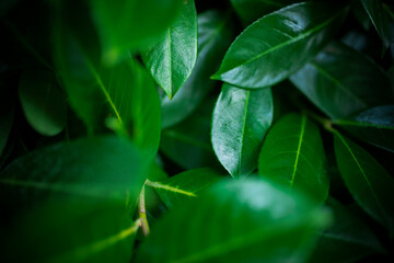 (Selective focus) Stunning view of some Cherry Laurel leaves forming a natural background. Cherry Laurel (Prunus laurocerasus 'Rotundifolia') is one of the most versatile hedging species.