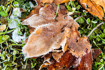 foglia caduta in autunno con brina