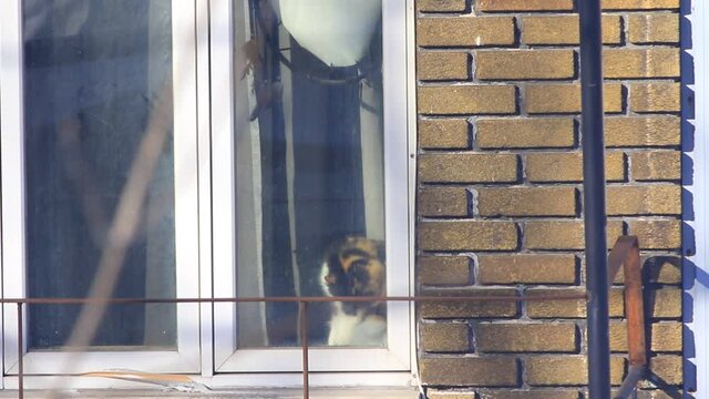 un chat fait sa toilette sur le rebord d'une fen&ecirc;tre
