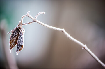 foglia solitaria ghiacciata in inverno - diagonale