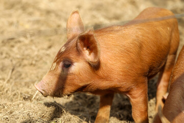 Fototapeta premium Tamworth Schwein Ferkel