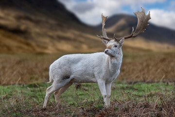 Scottish Highland young Buck