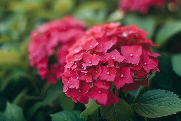 Obraz premium Big amazing red hortensia, 8 march, mothers day