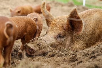 Tamworth Schwein mit Ferkel