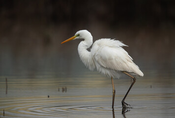 Portrait of Great Egret at Asker marsh, Bahrain