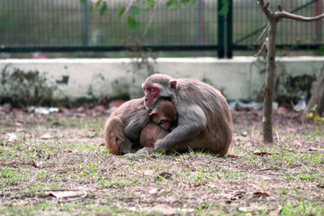 A baby monkey hiding in its mother's lap, both taking a nap in the cold.