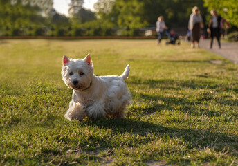 the dog runs in the park on the grass