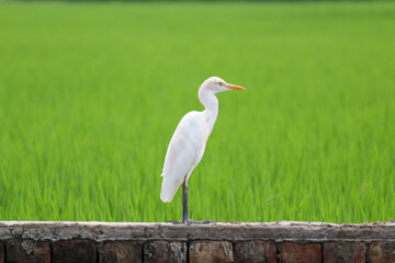 A Heron standing on a brick wall with green crop fields behind.