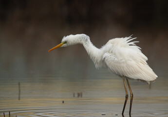 Great Egret shaking its neck at Asker marsh, Bahrain