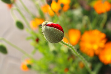 Blooming Common Poppy flower with characteristic appearance - Botanical concept.