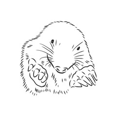 Mole. Sketch. Engraving style. Vector illustration. mole vector sketch illustration