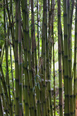 Stämme von Bambus