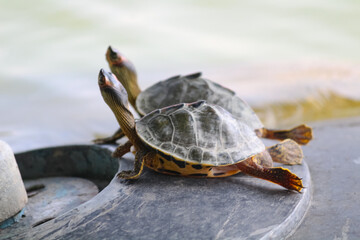 Close-up shot of two Tortoises in funny pose - Yoga concept.