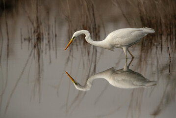 Great Egret is also known as common egret or large egret