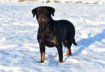 un serio perro rottweiler