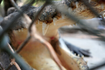 The sharp teeth of the crocodile, Crocodile's sharp teeth. Perspective through cages and selective focus.