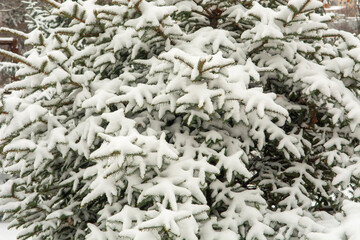 spruce branches in the snow