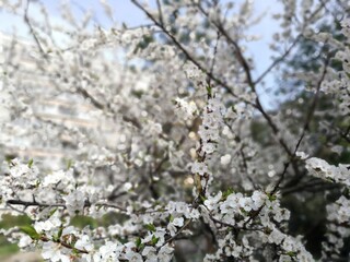 blooming tree