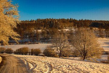 Obraz premium winter in the forest