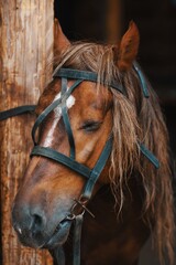 Obraz premium The stallion in the bridle stands tied to a post on the farm. Horse face close-up. Tired animal.