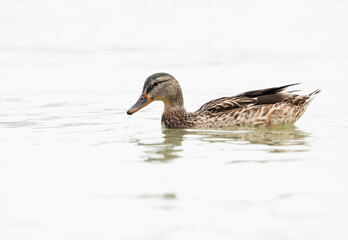 Mallard duck swimming at Tubli bay, Bahrain