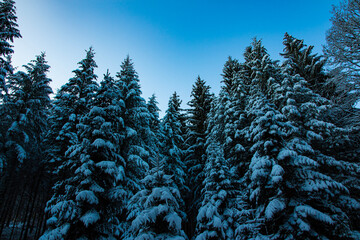 forest in winter