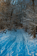 Obraz premium snow covered trees