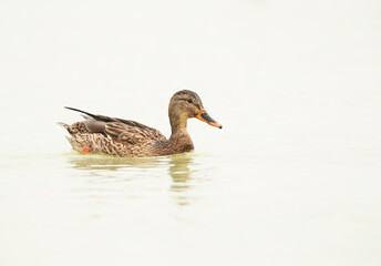 Mallard ducks swimming at Tubli bay, Bahrain