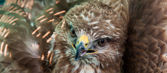 Buteo buteo ready to take flight. a buzzard perched on a pole shows a huge wingspan of up to 2 meters