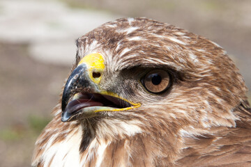 Buteo buteo ready to take flight. a buzzard perched on a pole shows a huge wingspan of up to 2...