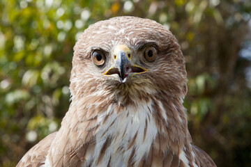 Buteo buteo ready to take flight. a buzzard perched on a pole shows a huge wingspan of up to 2 meters